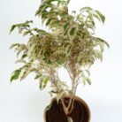 PLANTS- SET-02 104 DSCF1016