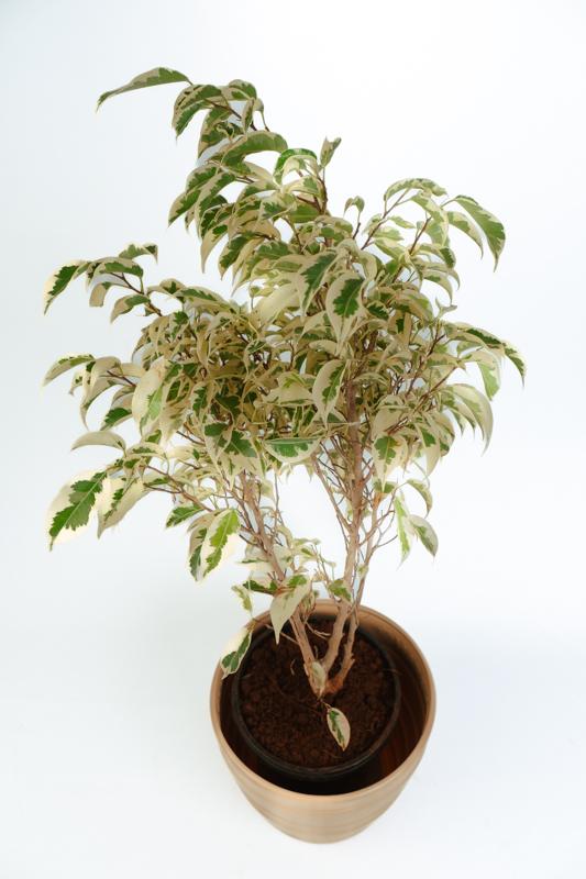 PLANTS- SET-02 104 DSCF1016 PLANTS- SET-02 104 DSCF1016