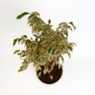 PLANTS- SET-02 105 DSCF1018