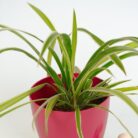 PLANTS- SET-02 107 DSCF1023