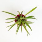 PLANTS- SET-02 108 DSCF1026