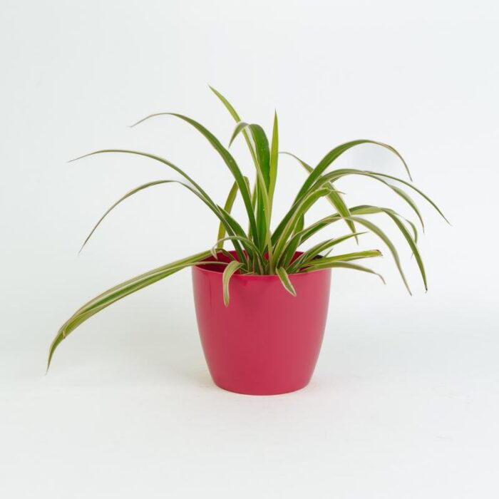 PLANTS- SET-02 109 DSCF1029 PLANTS- SET-02 109 DSCF1029