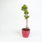 PLANTS- SET-02 111 DSCF1037