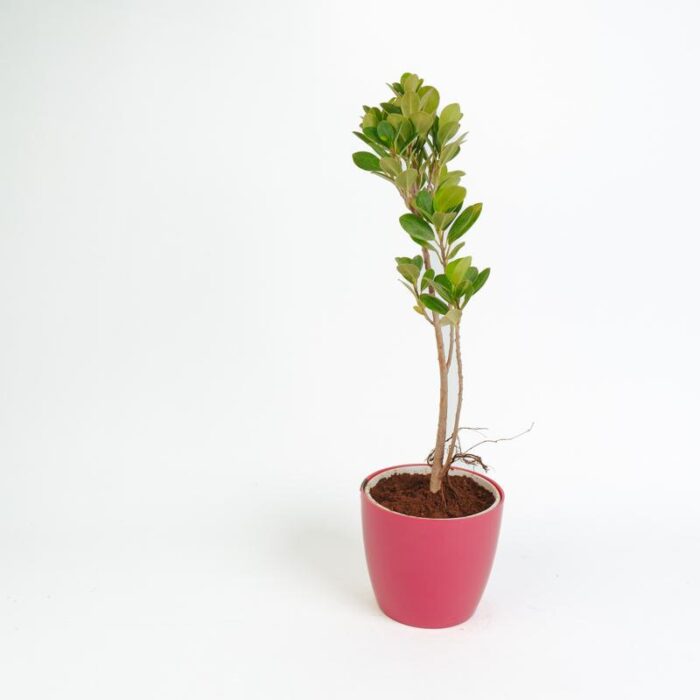 PLANTS- SET-02 111 DSCF1037 PLANTS- SET-02 111 DSCF1037