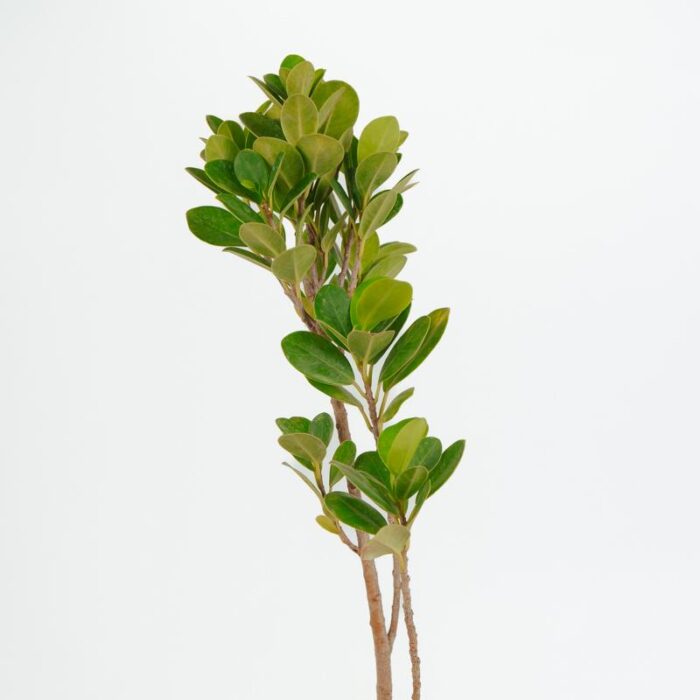 PLANTS- SET-02 113 DSCF1042 PLANTS- SET-02 113 DSCF1042