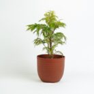 PLANTS- SET-02 152 DSCF1164