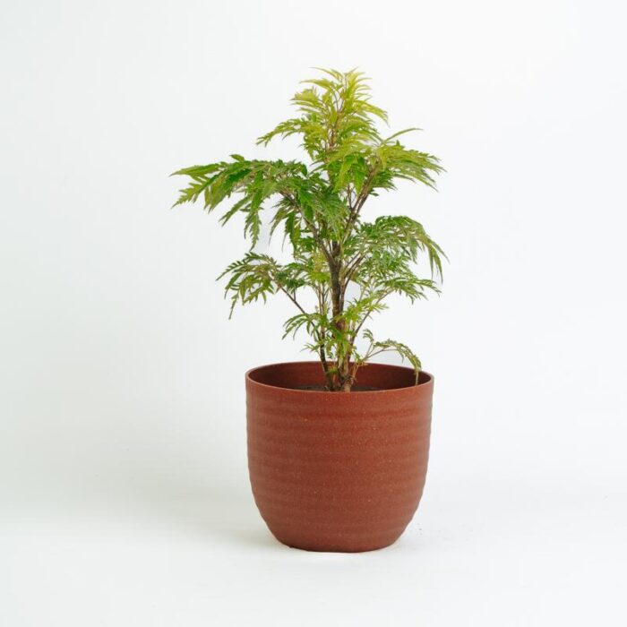 PLANTS- SET-02 152 DSCF1164