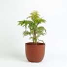 PLANTS- SET-02 153 DSCF1166