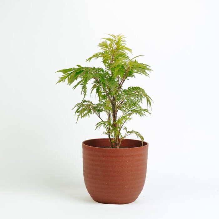 PLANTS- SET-02 153 DSCF1166