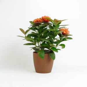 Ixora orange