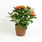 PLANTS- SET-02 161 DSCF1189