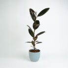 PLANTS- SET-02 169 DSCF1214