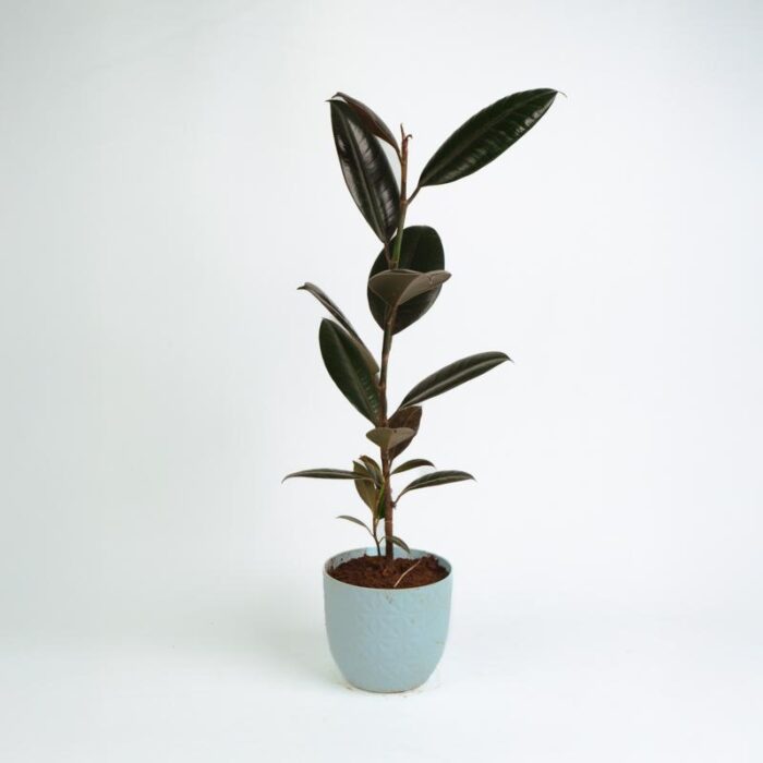 PLANTS- SET-02 169 DSCF1214 PLANTS- SET-02 169 DSCF1214