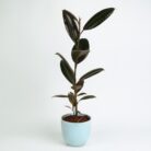 PLANTS- SET-02 170 DSCF1215