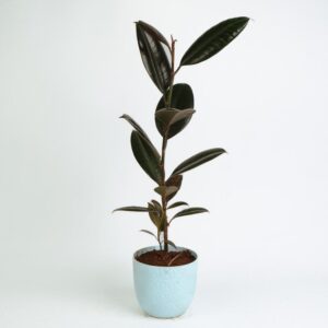 PLANTS- SET-02 170 DSCF1215