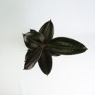 PLANTS- SET-02 171 DSCF1219