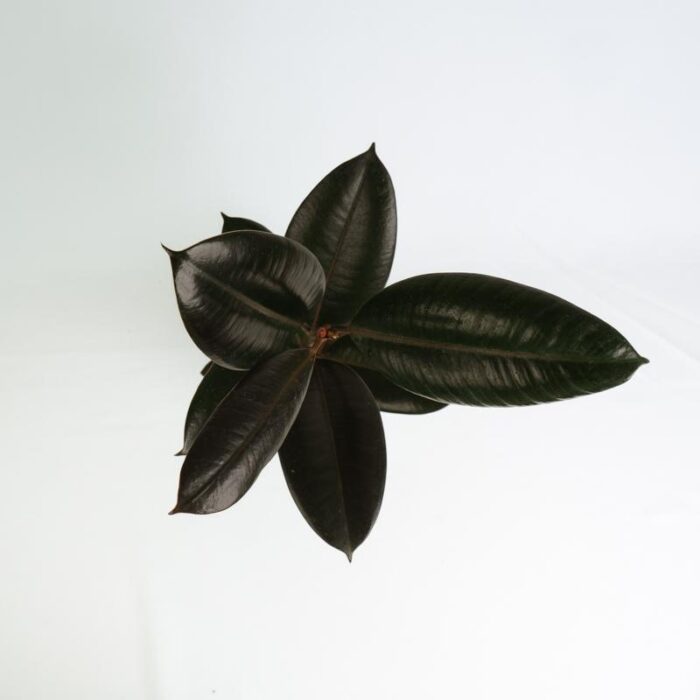 PLANTS- SET-02 171 DSCF1219 PLANTS- SET-02 171 DSCF1219