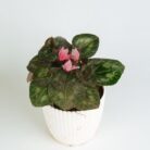 PLANTS- SET-02 193 DSCF1291