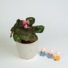 PLANTS- SET-02 194 DSCF1298