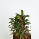 PLANTS- SET-02 198 DSCF1310