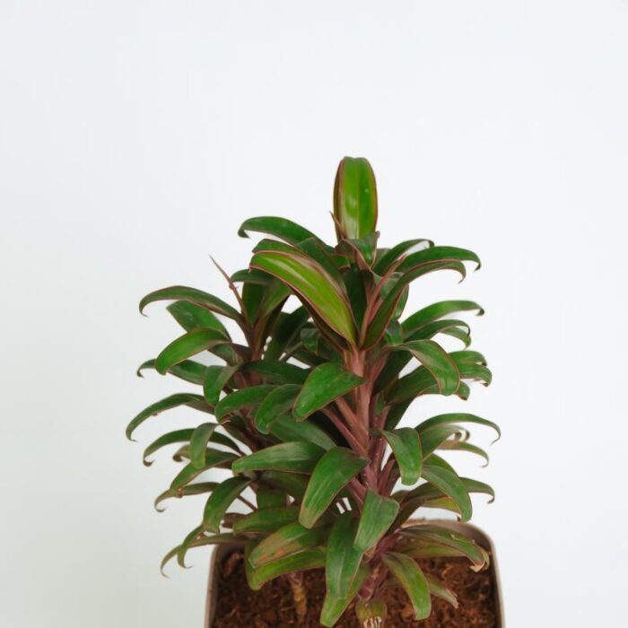 PLANTS- SET-02 198 DSCF1310 PLANTS- SET-02 198 DSCF1310