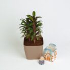 PLANTS- SET-02 200 DSCF1317