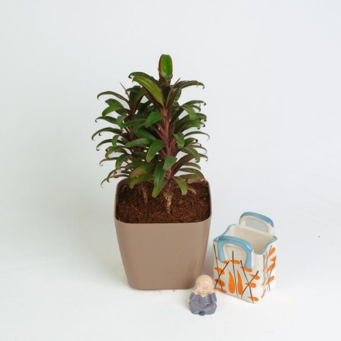 PLANTS- SET-02 200 DSCF1317 PLANTS- SET-02 200 DSCF1317