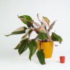 PLANTS- SET-02 203 DSCF1323