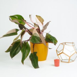 Philodendron pink princess