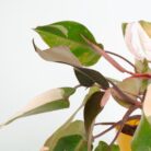 PLANTS- SET-02 205 DSCF1328