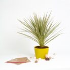 PLANTS- SET-02 206 DSCF1331