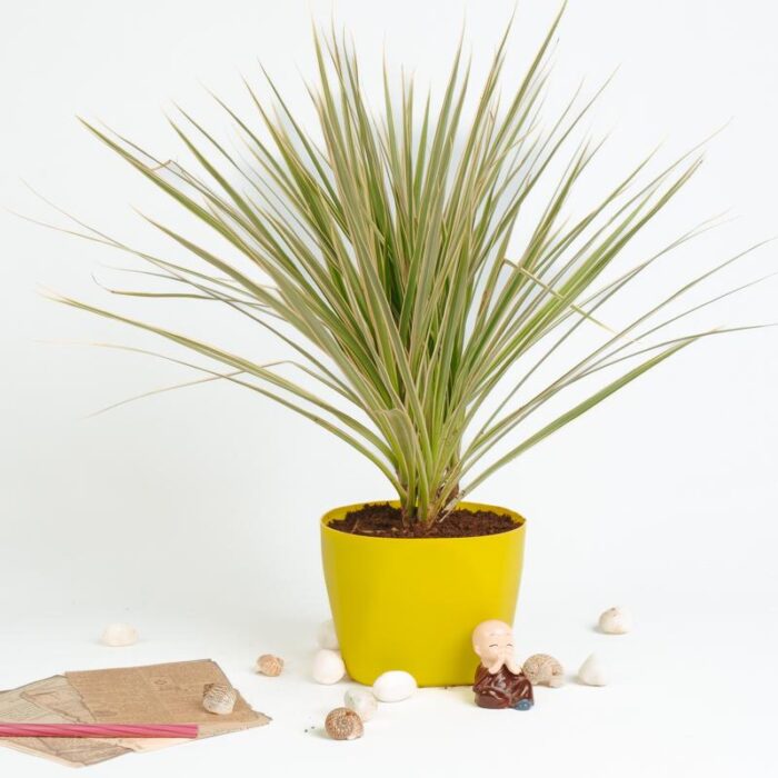 PLANTS- SET-02 207 DSCF1334