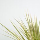 PLANTS- SET-02 208 DSCF1337