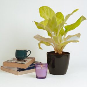 Philodendron moonlight