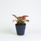 PLANTS- SET-02 214 DSCF1361