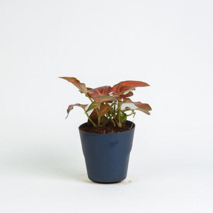 PLANTS- SET-02 214 DSCF1361 PLANTS- SET-02 214 DSCF1361