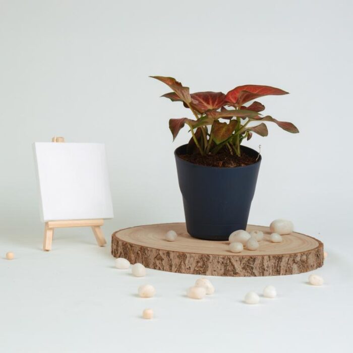 PLANTS- SET-02 216 DSCF1366 PLANTS- SET-02 216 DSCF1366