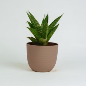 Sanseveria - green