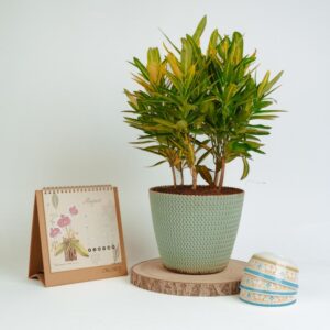 Golden croton