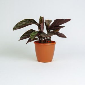 Calathea - ornata