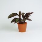 PLANTS- SET-02 245 DSCF1467