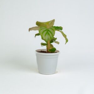 Calathea - obrifolia