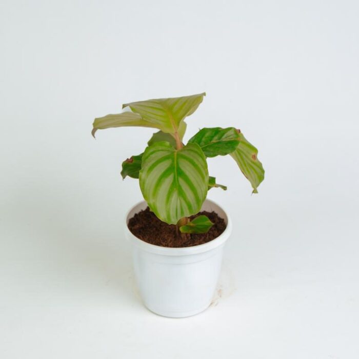 PLANTS- SET-02 250 DSCF1486 PLANTS- SET-02 250 DSCF1486