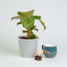 PLANTS- SET-02 251 DSCF1489