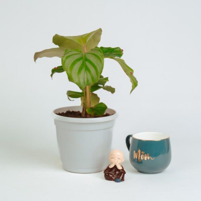 PLANTS- SET-02 251 DSCF1489 PLANTS- SET-02 251 DSCF1489