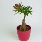 PLANTS- SET-02 261 DSCF1517