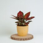 PLANTS- SET-02 266 DSCF1531