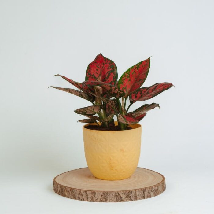 PLANTS- SET-02 266 DSCF1531 PLANTS- SET-02 266 DSCF1531