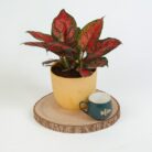 PLANTS- SET-02 267 DSCF1534