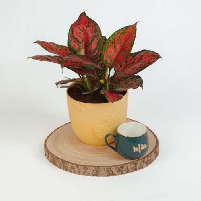 PLANTS- SET-02 267 DSCF1534 PLANTS- SET-02 267 DSCF1534